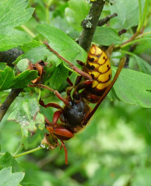 Vespa crabro - lódarázs