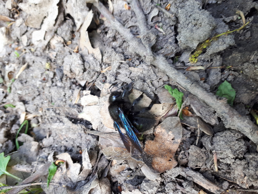 Xylocopa violacea - kék fadongó