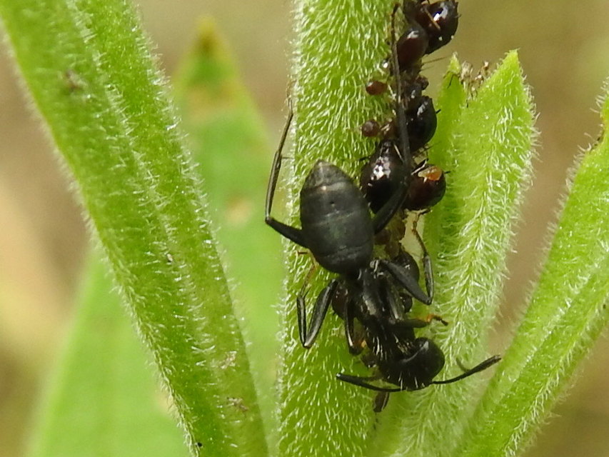 Camponotus vagus - fekete lóhangya
