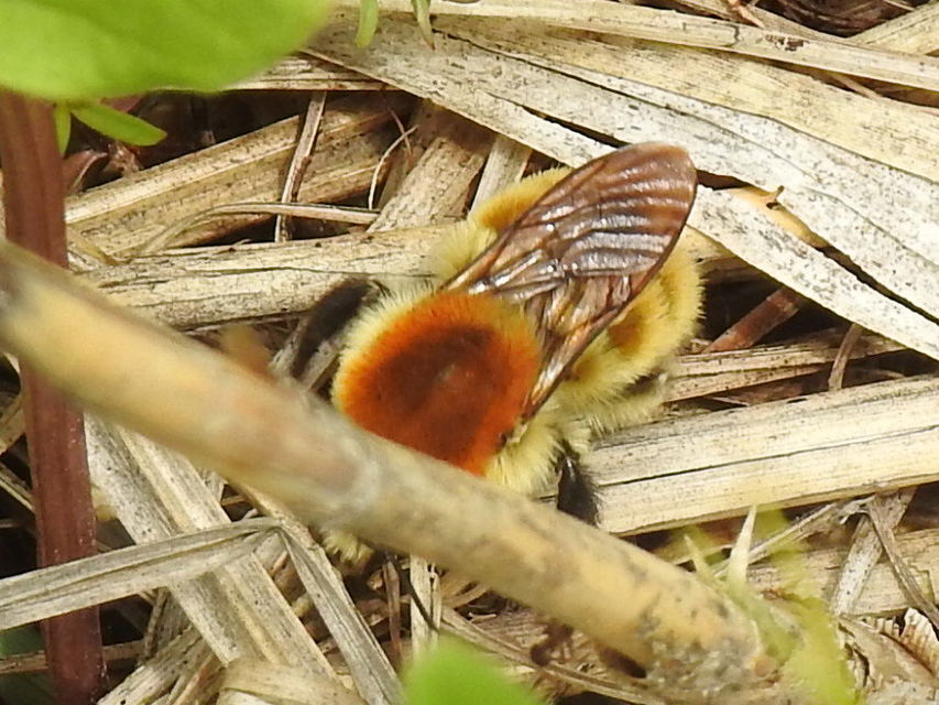 Bombus muscorum - sárga poszméh