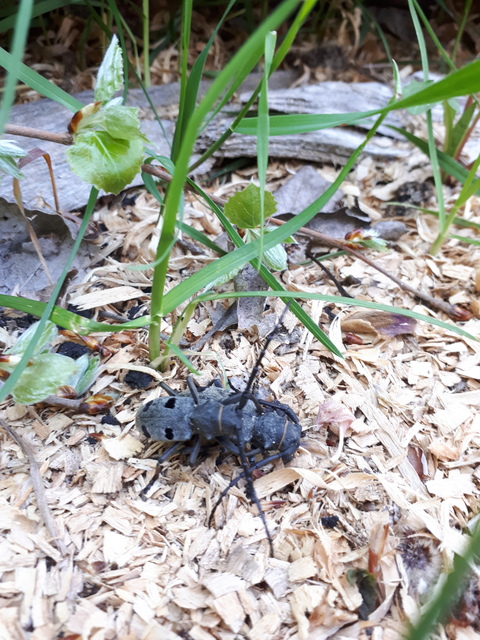 Morimus asper funereus - gyászcincér