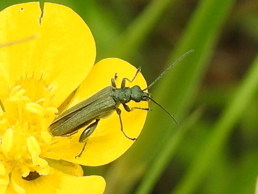 Oedemera virescens - zöldes álcincér