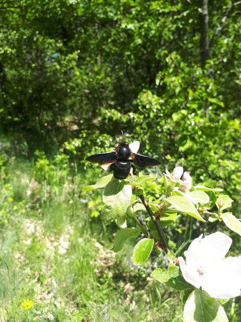 Xylocopa violacea - kék fadongó