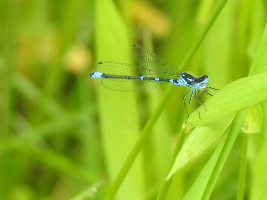 Coenagrion pulchellum - karcsú légivadász