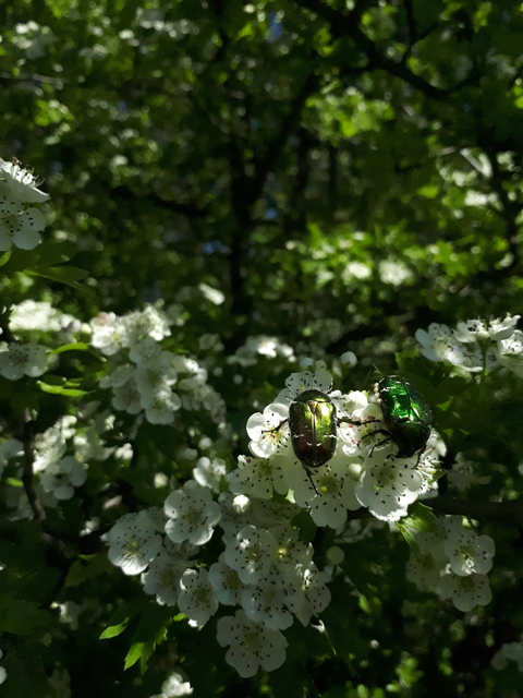 Cetonia aurata - aranyos virágbogár
