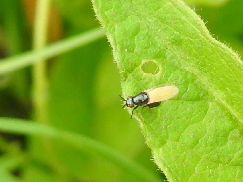Lauxania minor