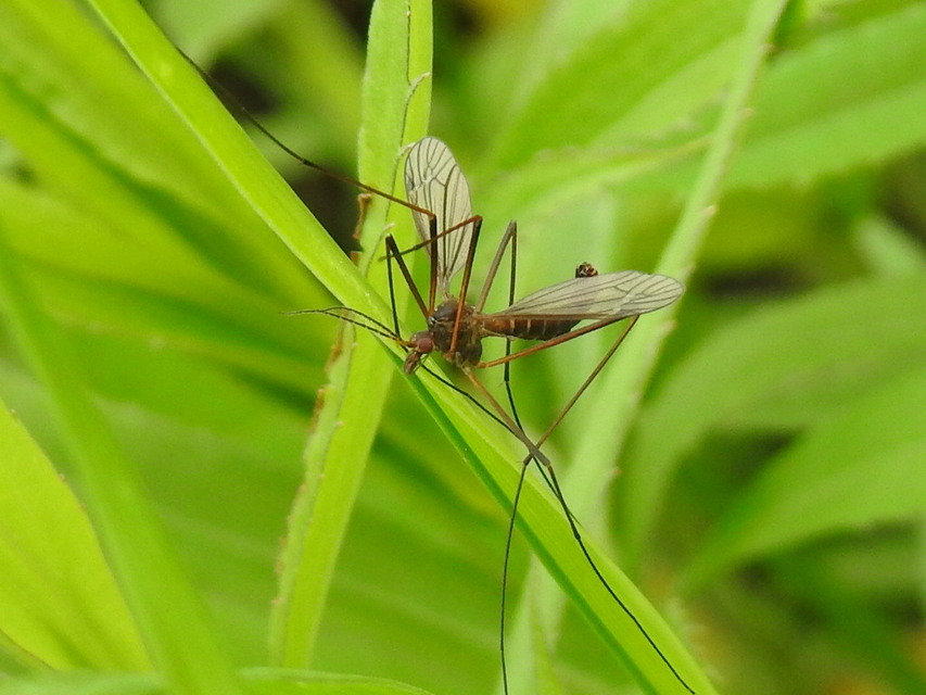 Tipula