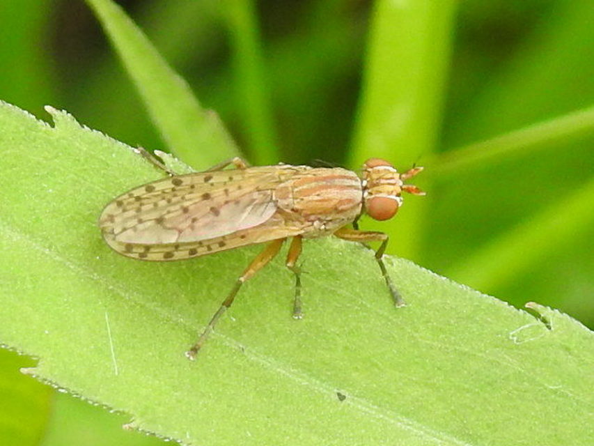 Sciomyzidae - szarvaslégyfélék