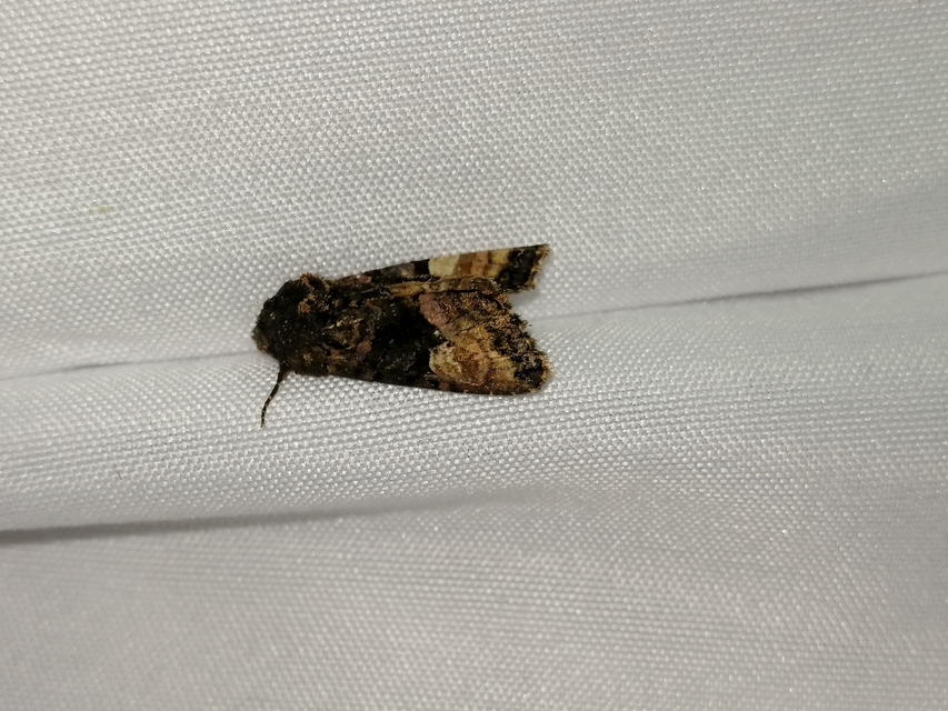 Euplexia lucipara - szeder-csipkésbagoly