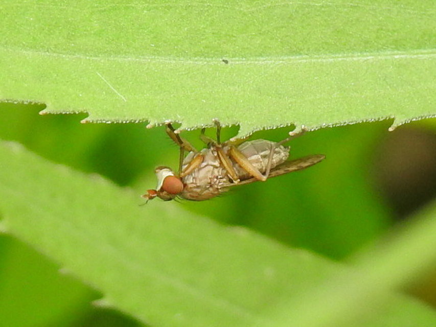 Sciomyzidae - szarvaslégyfélék