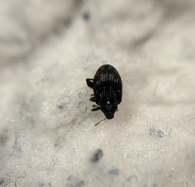 Tachyerges decoratus - díszes bolhaormányos