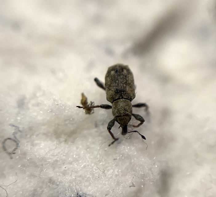 Bagous lutulentus - zsurló-víziormányos Bagous lutulentus - zsurló-víziormányos