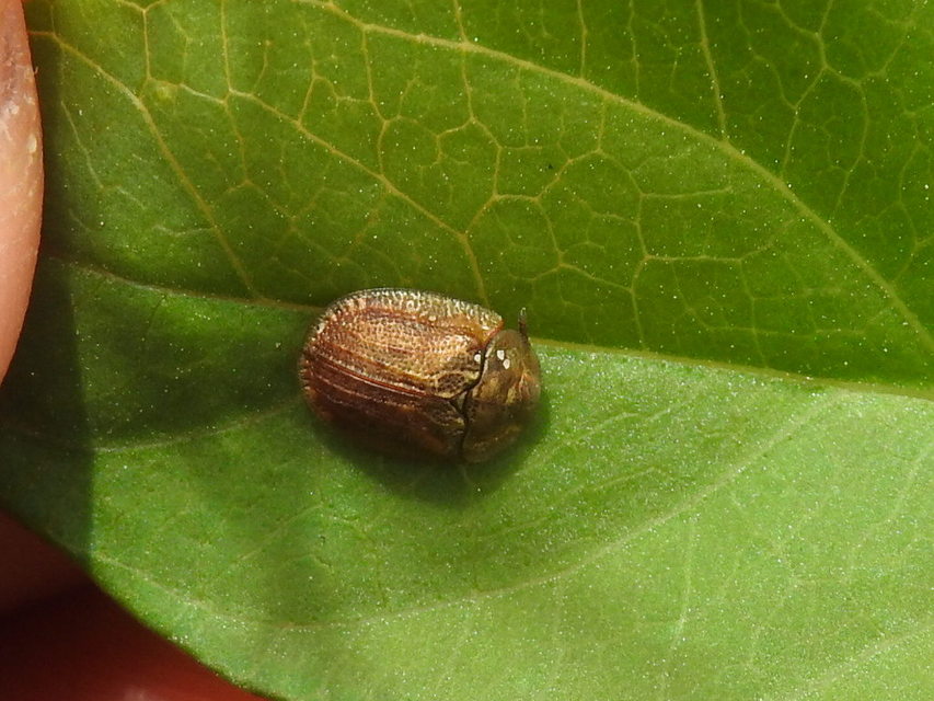 Hypocassida
