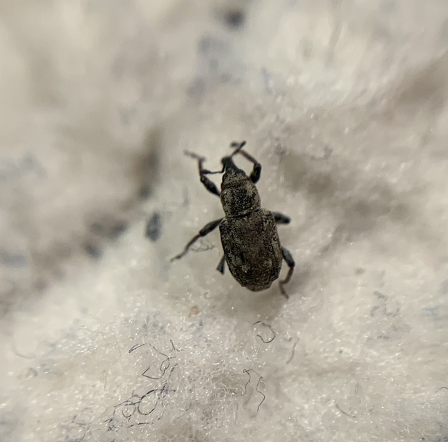 Bagous lutulentus - zsurló-víziormányos Bagous lutulentus - zsurló-víziormányos