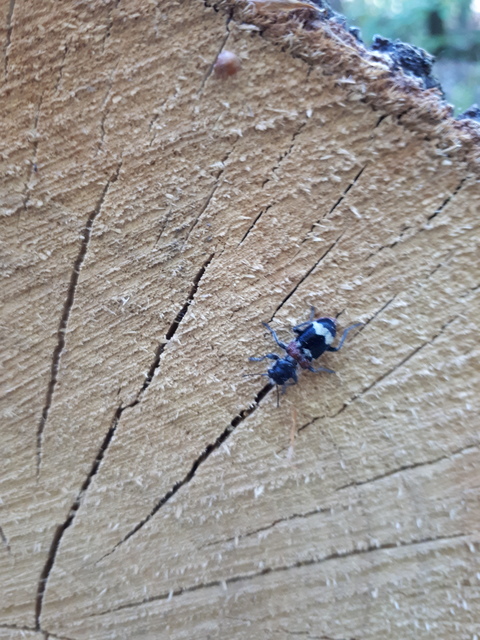 Clerus mutillarius - feketenyakú szúfarkas