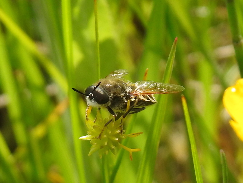 Stratiomys
