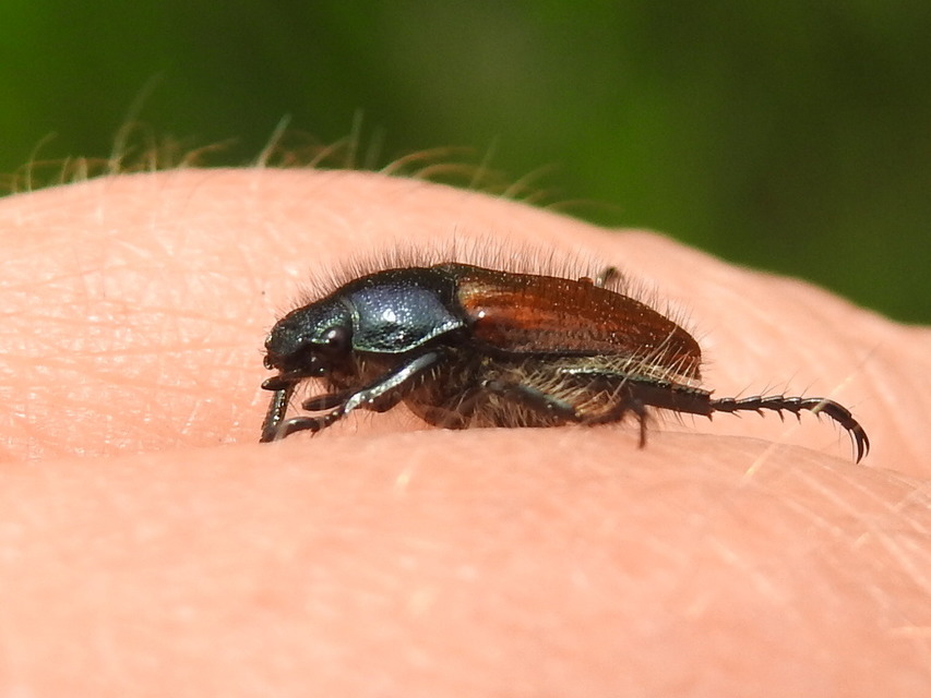 Phyllopertha horticola - kerti szipoly