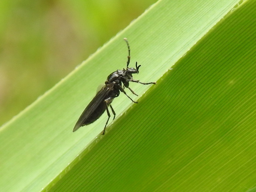 Dilophus febrilis