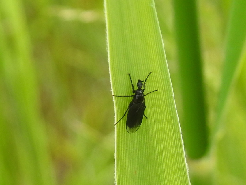 Dilophus febrilis