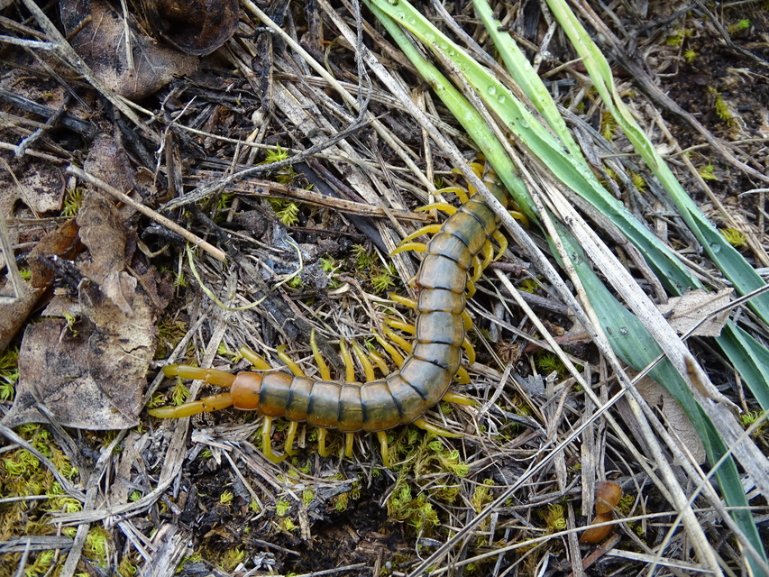 Scolopendra cingulata - öves szkolopendra