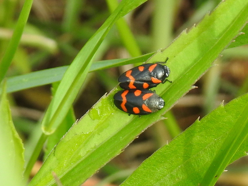 Cercopis