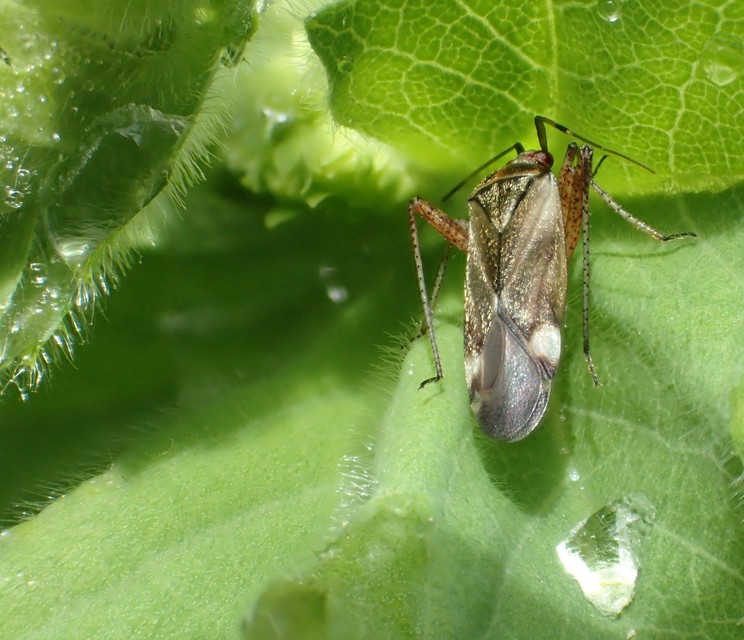 Closterotomus fulvomaculatus - komlópoloska Closterotomus fulvomaculatus - komlópoloska