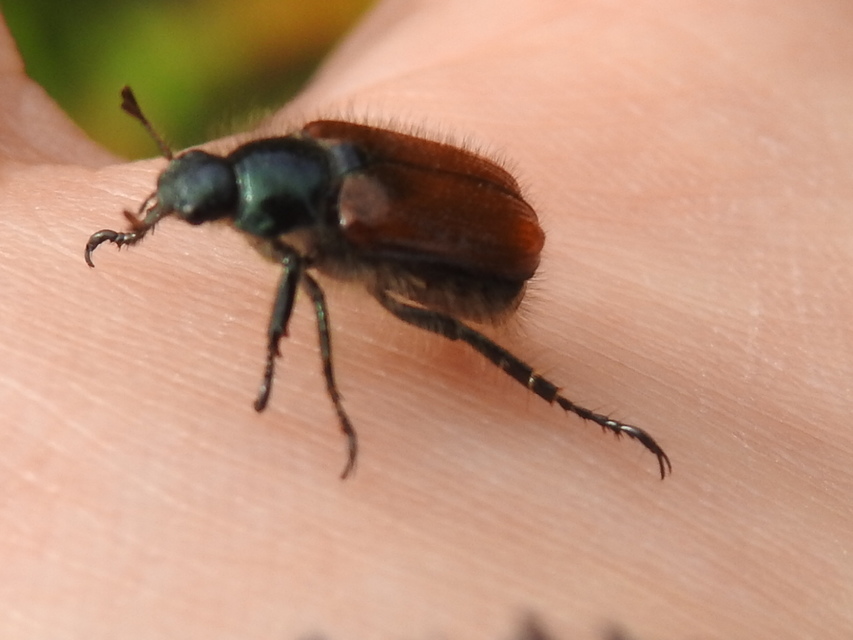 Phyllopertha horticola - kerti szipoly