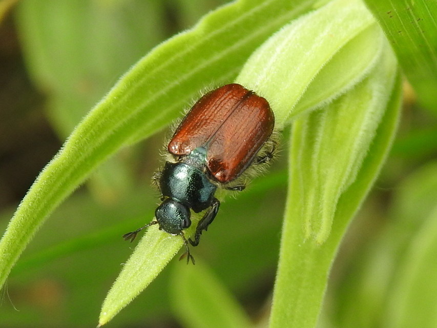 Phyllopertha horticola - kerti szipoly