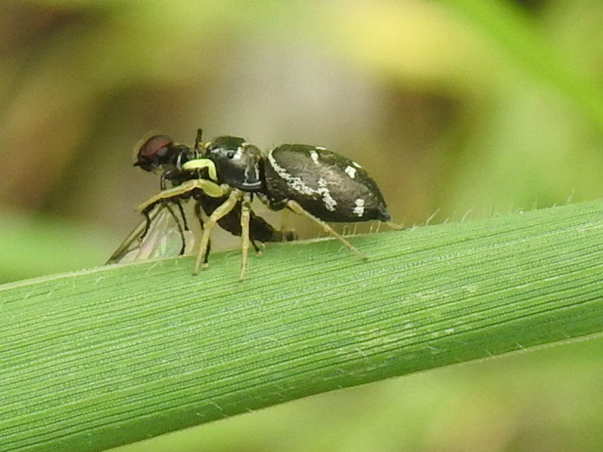 Heliophanus