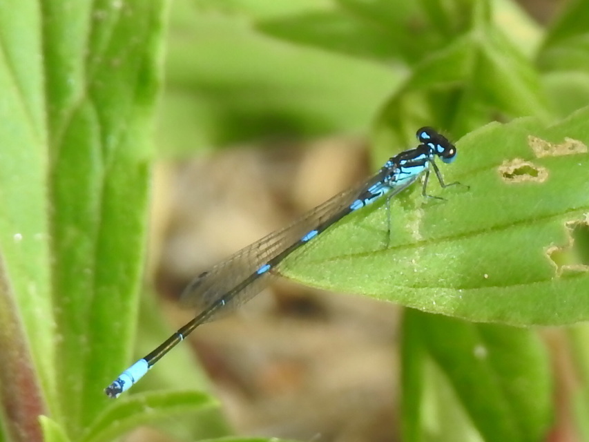 Coenagrion pulchellum - karcsú légivadász