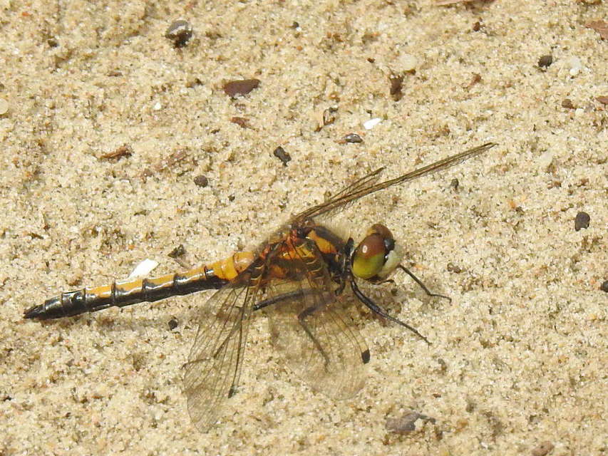 Leucorrhinia pectoralis - lápi álarcos-szitakötő