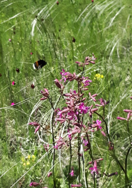 Bombus - poszméhek