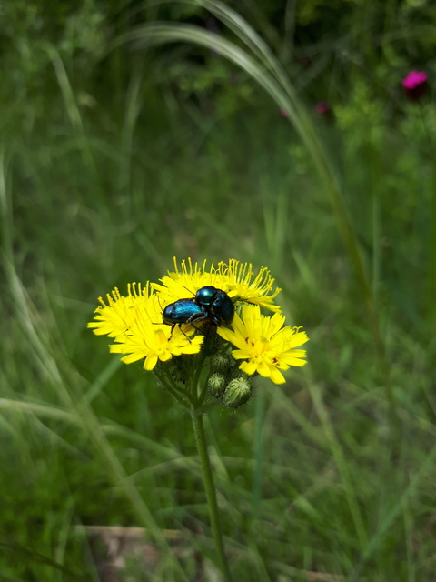 Cryptocephalus