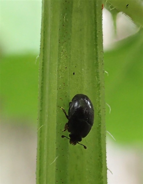 Nitidulidae - fénybogárfélék