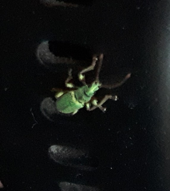 Phyllobius maculicornis - galagonya-levélormányos