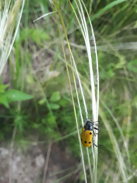 Lachnaia sexpunctata - szőrösnyakú zsákhordóbogár