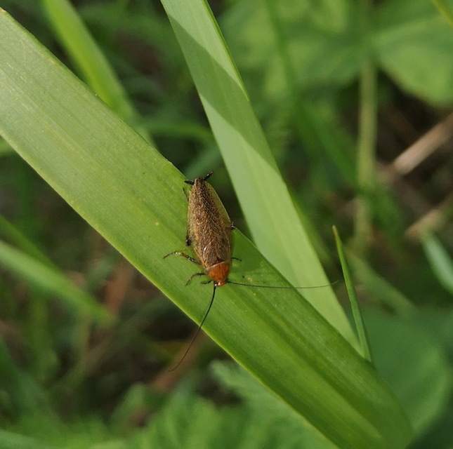 Ectobius erythronotus - sárgatorú erdeicsótány