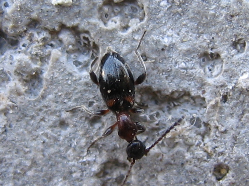 Anthelephila pedestris - hangyaszerű fürgebogár