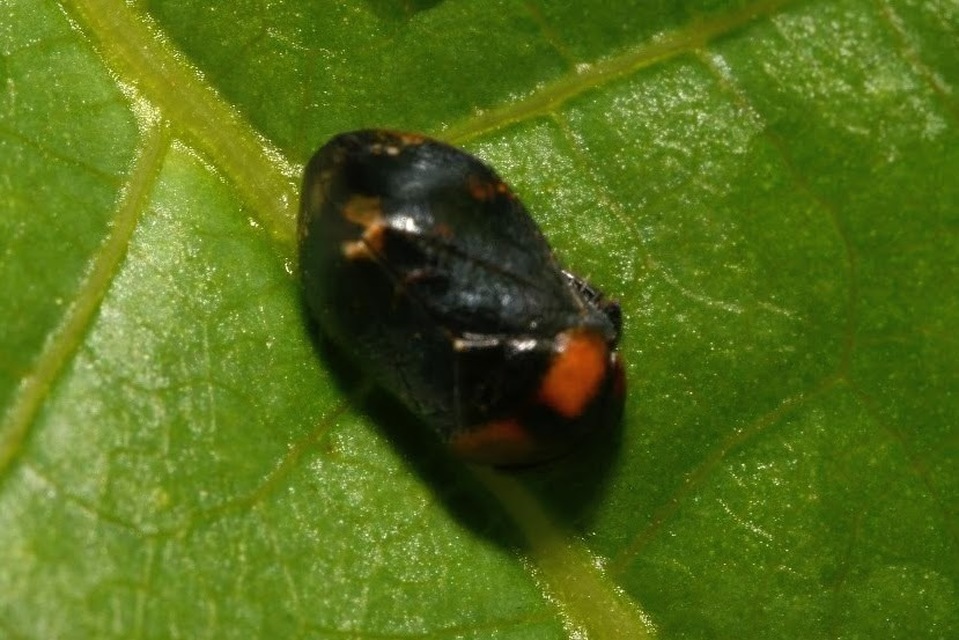 Penthimia nigra - fekete kabóca Penthimia nigra - fekete kabóca