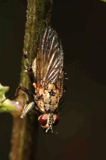 Coenosia tigrina