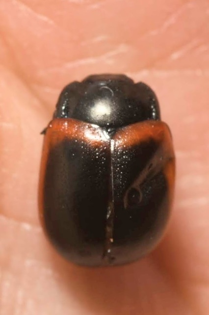 Chrysolina limbata - keretes levélbogár