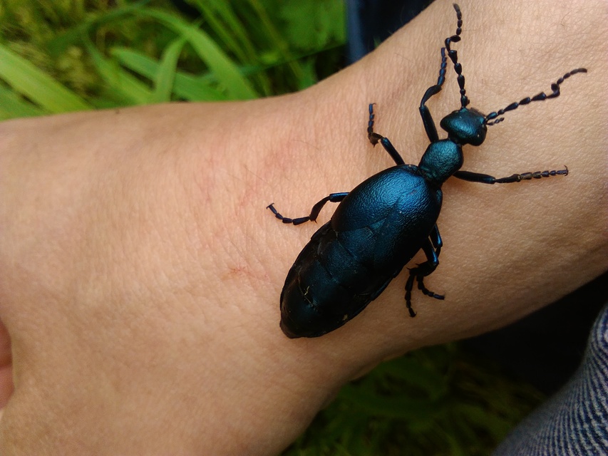 Meloe violaceus - kék nünüke