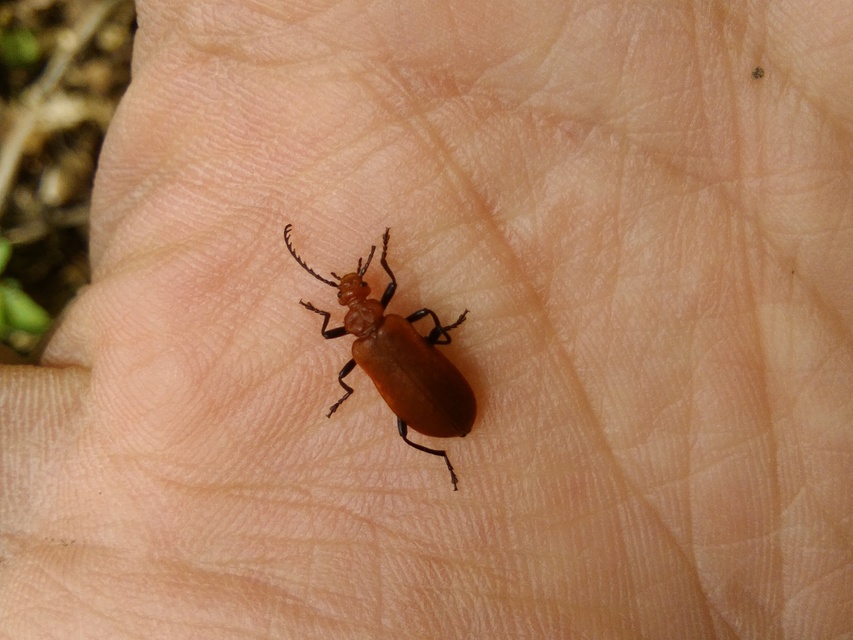 Pyrochroa serraticornis - közép-bíborbogár
