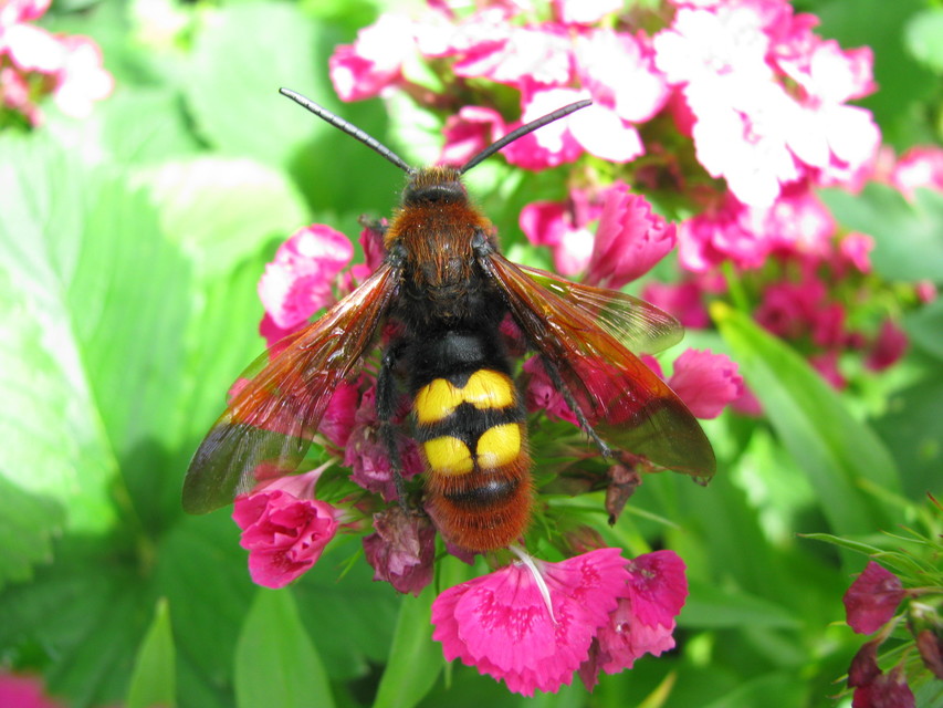 Megascolia maculata - óriás-tőrösdarázs
