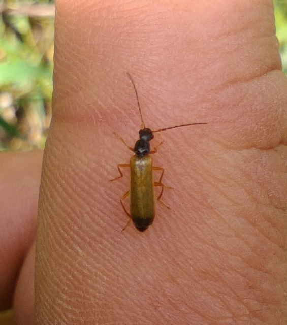 Rhagonycha lignosa - cserjés-lágybogár