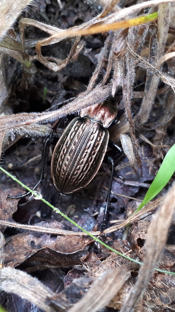 Carabus ulrichii - rezes futrinka Carabus ulrichii - rezes futrinka