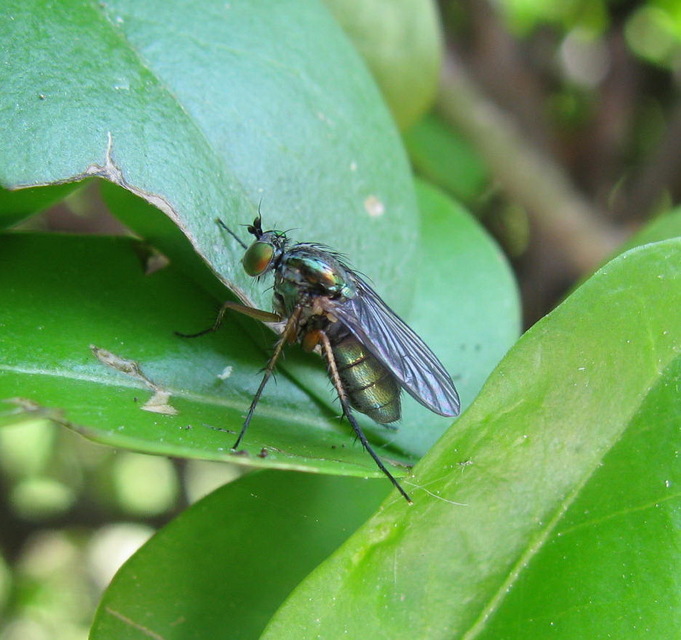 Dolichopus