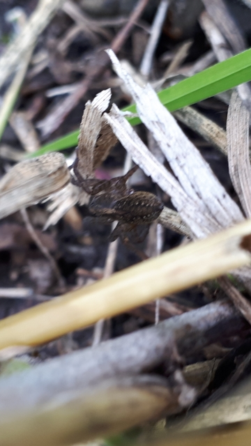 Trochosa