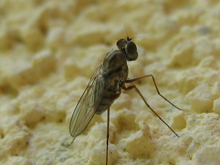 Medetera