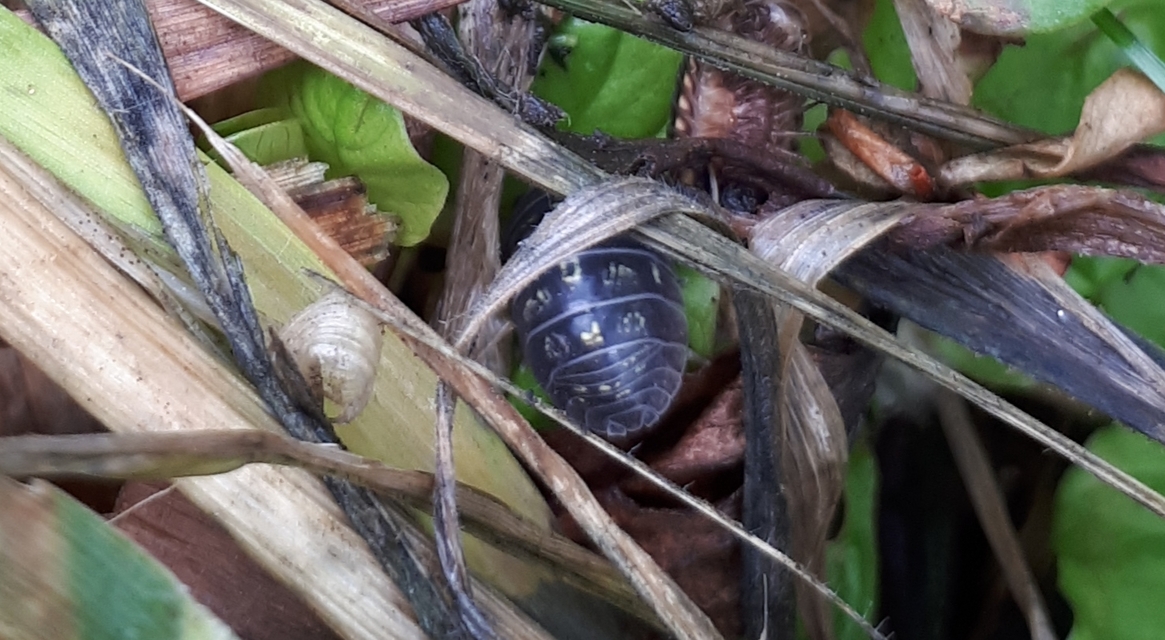 Armadillidium
